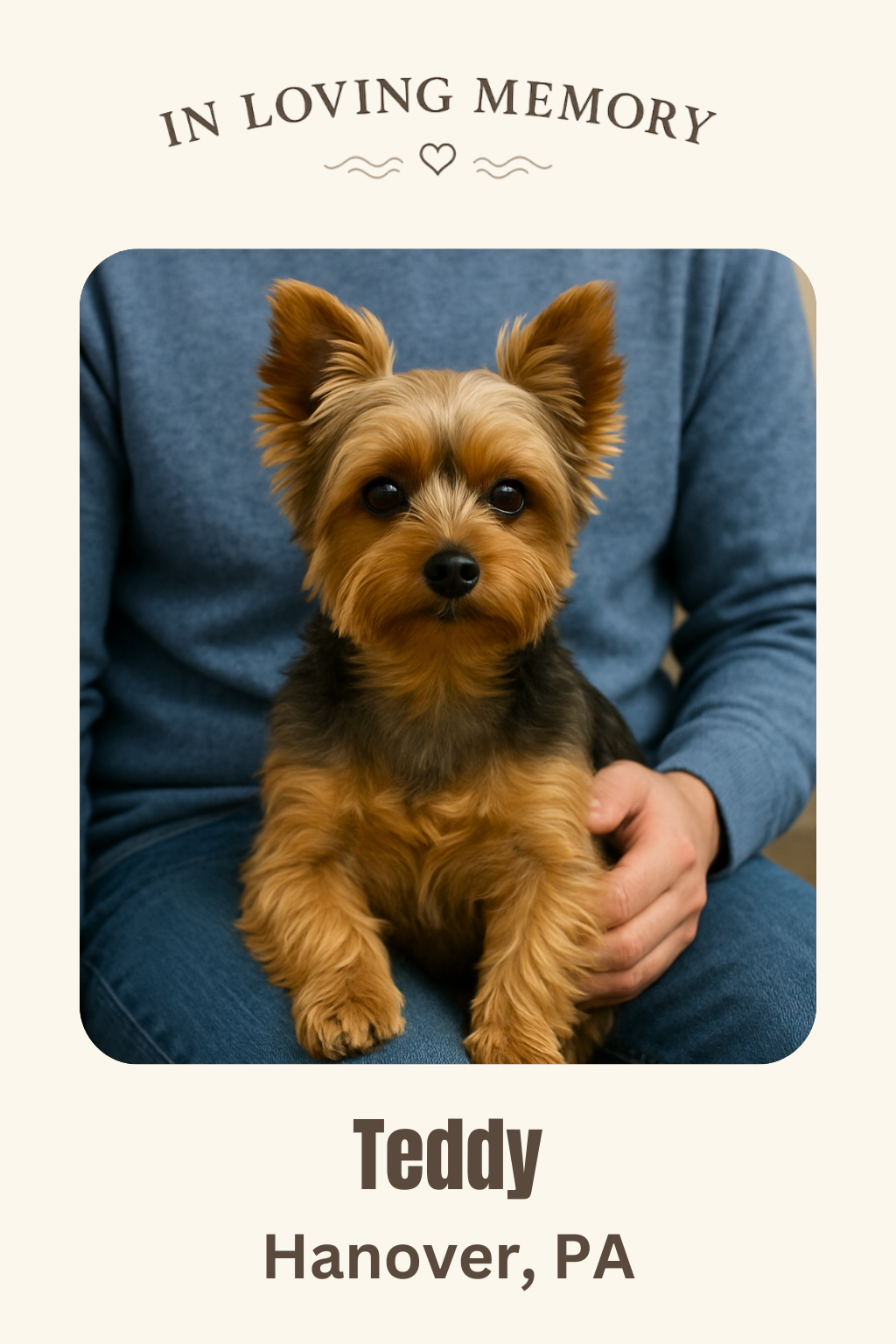 Teddy